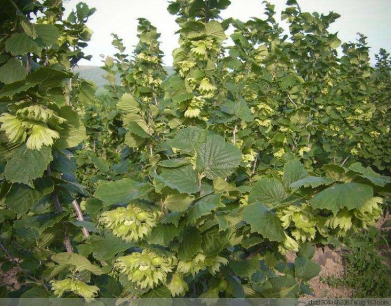 榛子树苗种植基地大量现货供应可以实地考察