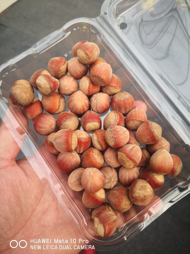 榛子树苗种植基地大量现货供应可以实地考察