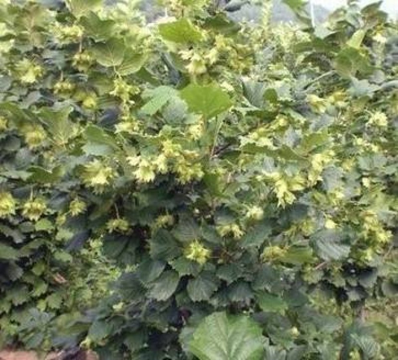 榛子树苗种植基地大量现货供应可以实地考察