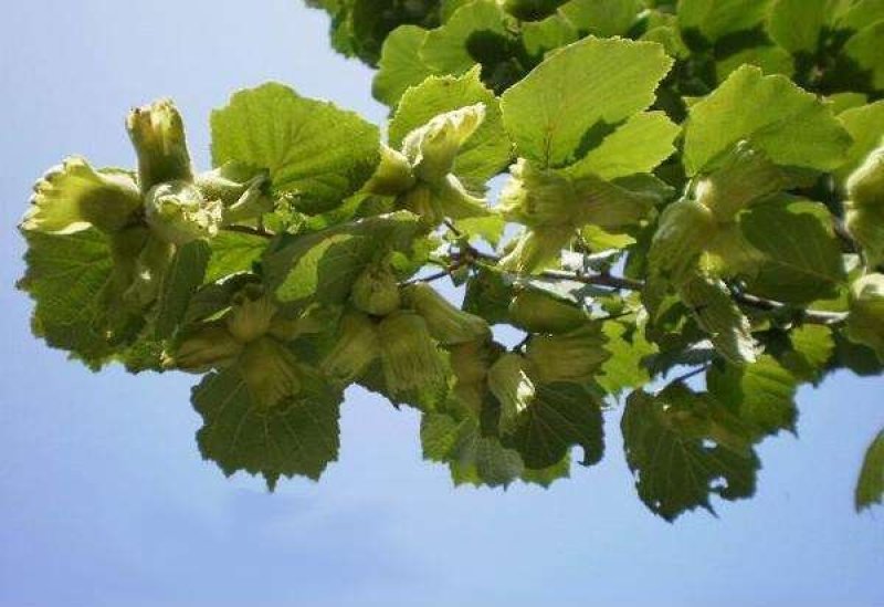 榛子树苗种植基地大量现货供应可以实地考察