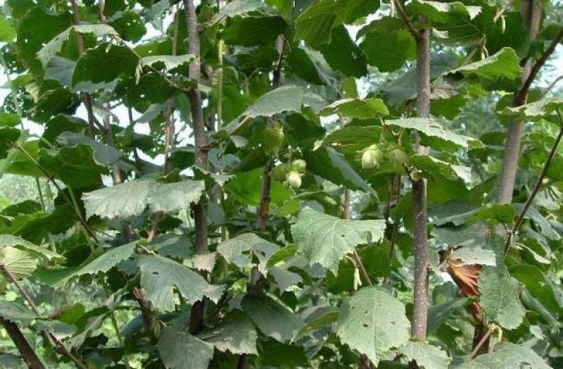 榛子树苗种植基地大量现货供应可以实地考察