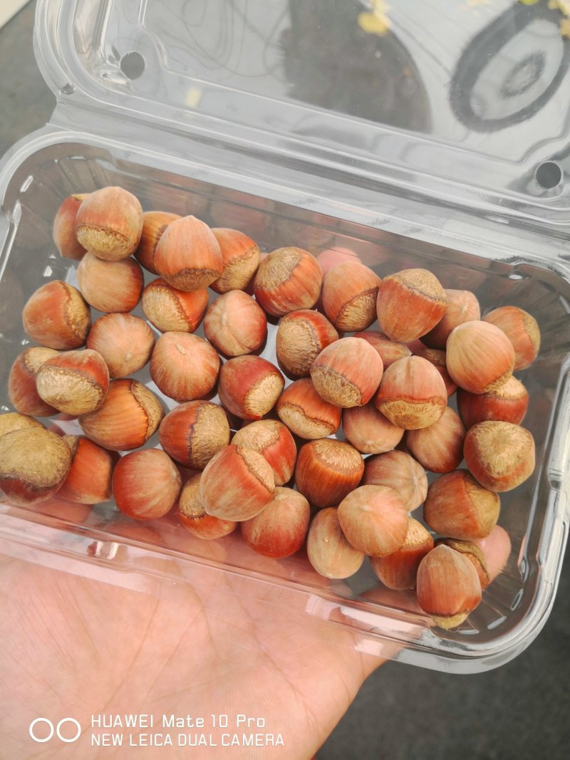 榛子树苗种植基地大量现货供应可以实地考察