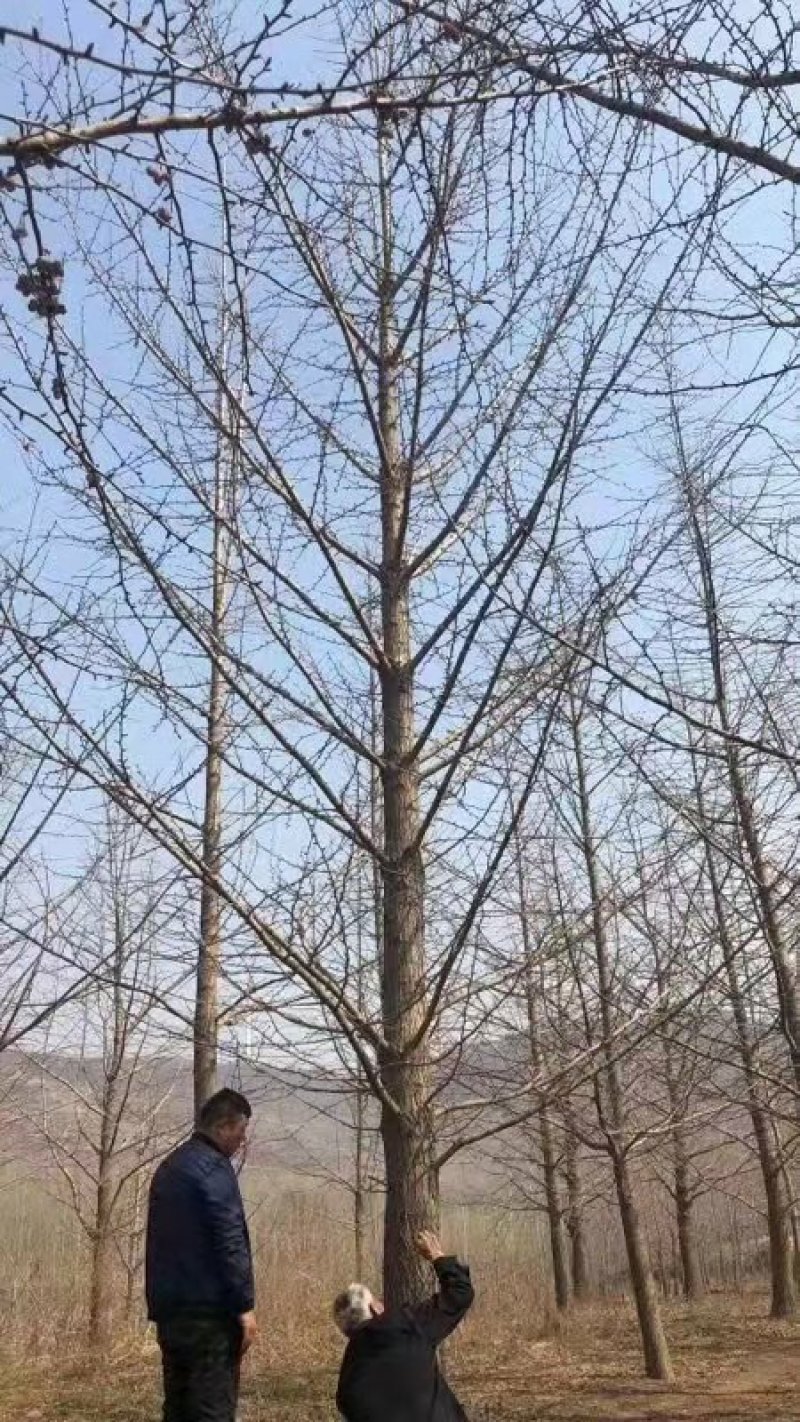 乔灌木中国银杏之乡自产自销供应各种规格银杏树，银杏树价格