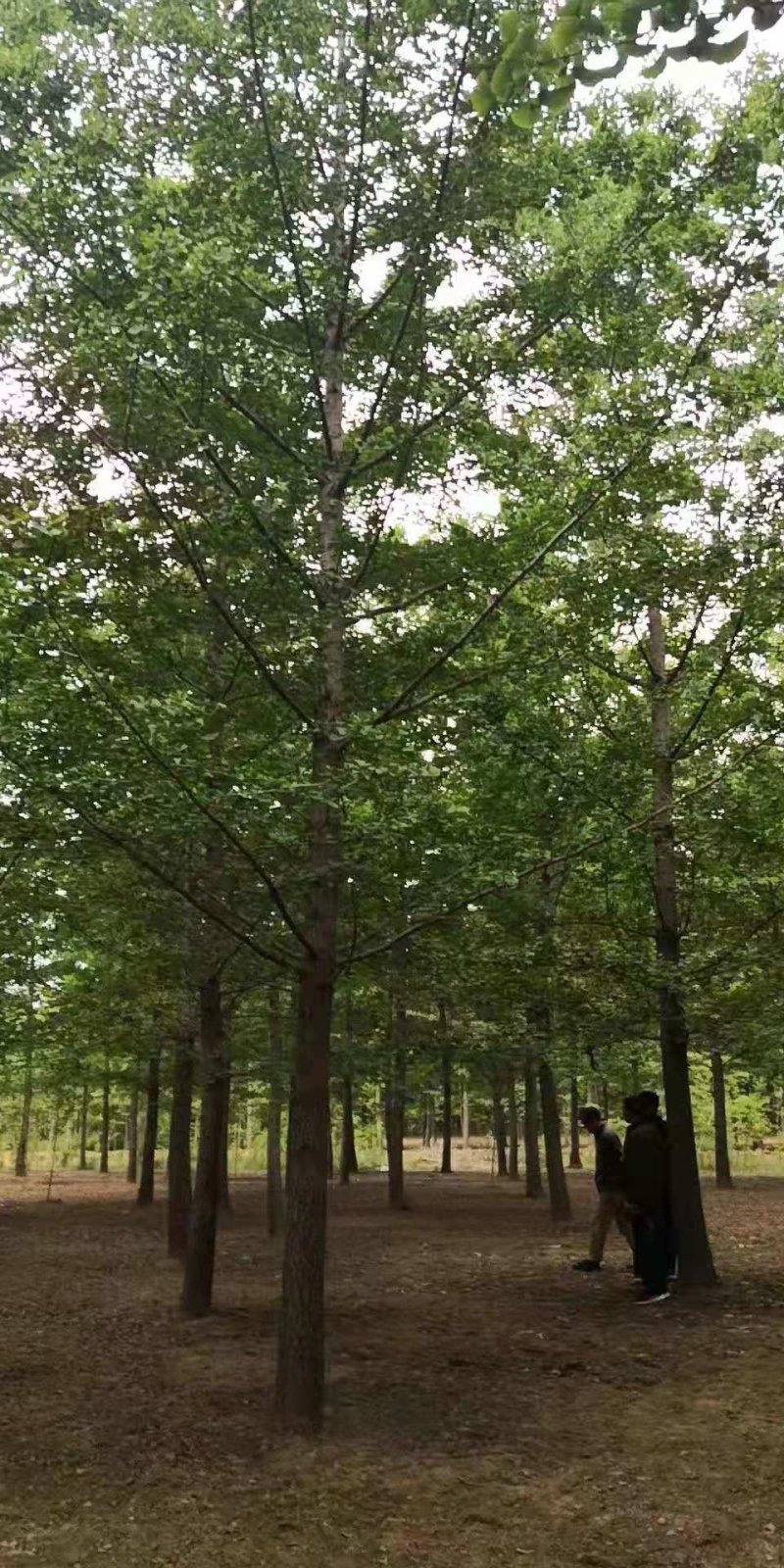 乔灌木中国银杏之乡自产自销供应各种规格银杏树，银杏树价格