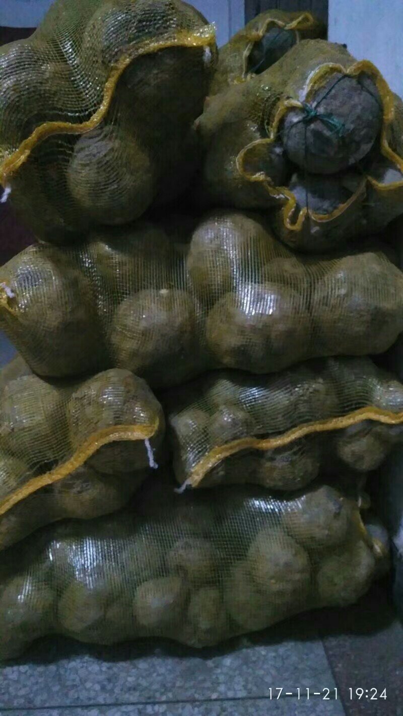 基地直供，优质一代，二代，魔芋欢迎新老客户前来选购