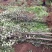 红富士苹果树苗1.5-2.5裸根和杯苗都有货