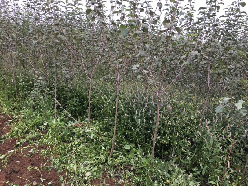 红富士苹果树苗1.5-2.5裸根和杯苗都有货
