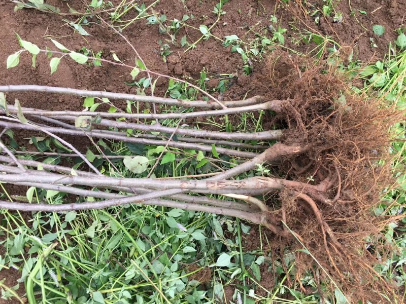 红富士苹果树苗1.5-2.5裸根和杯苗都有货