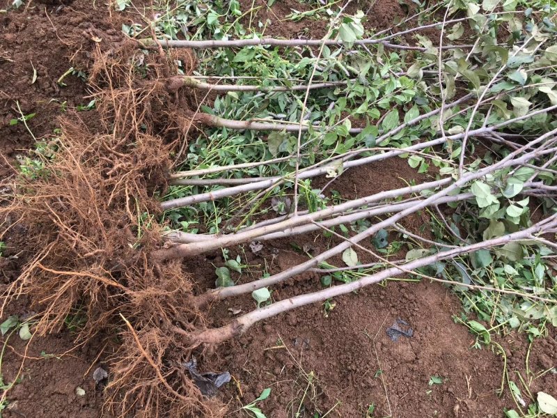 红富士苹果树苗1.5-2.5裸根和杯苗都有货