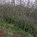 红富士苹果树苗1.5-2.5裸根和杯苗都有货