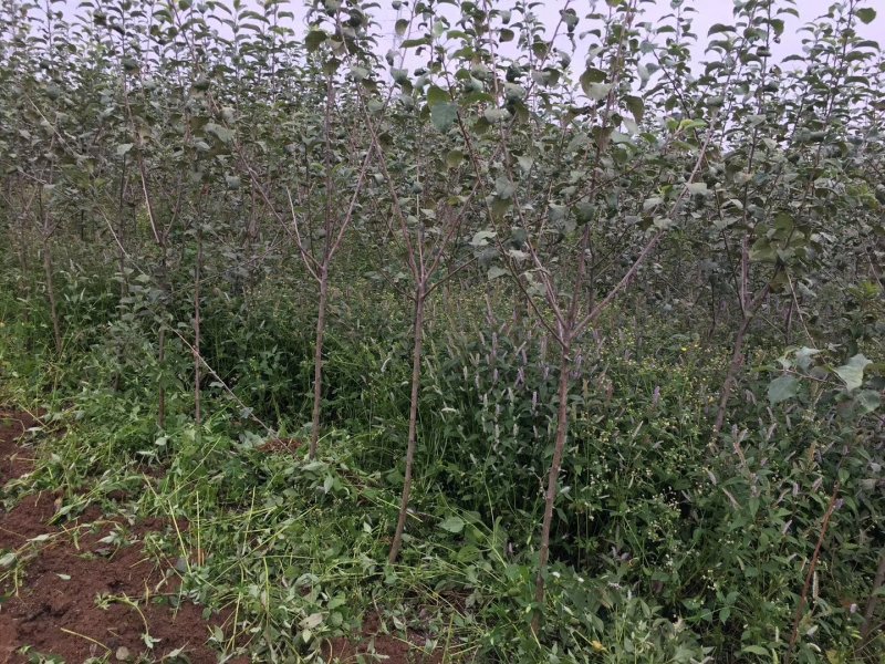 红富士苹果树苗1.5-2.5裸根和杯苗都有货