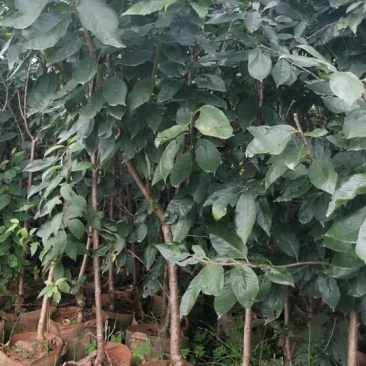 樱桃树苗品种多种免费提供种植技术