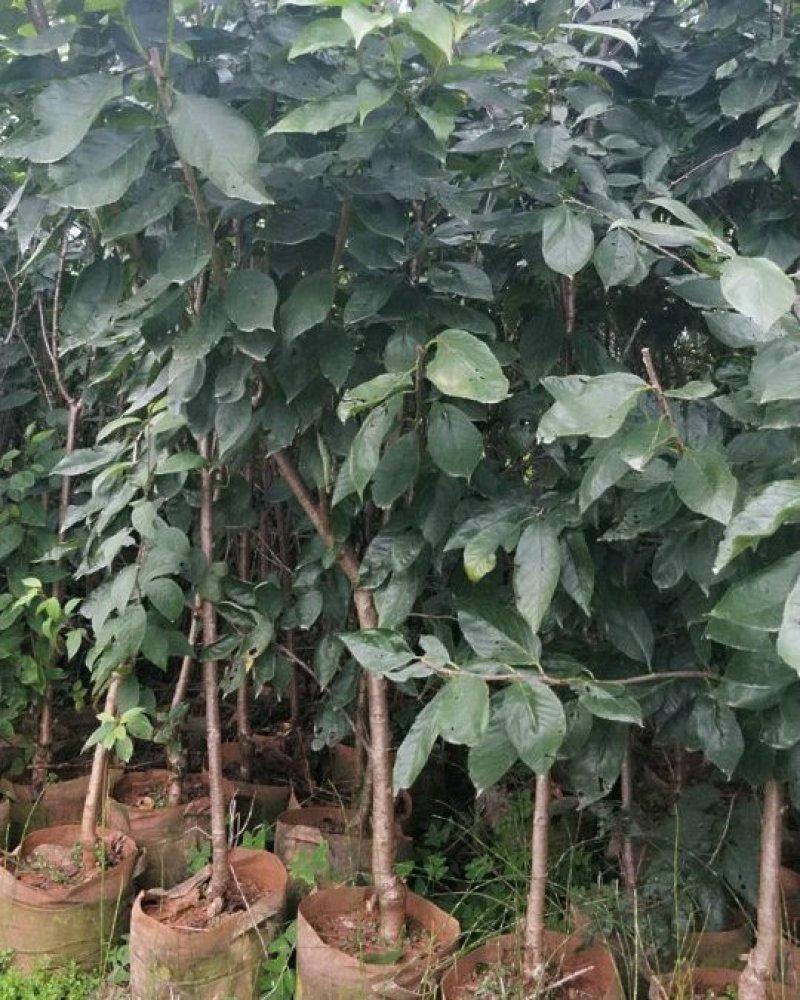 樱桃树苗品种多种免费提供种植技术