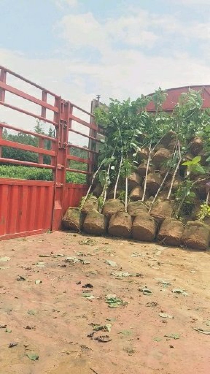 樱桃树苗品种多种免费提供种植技术