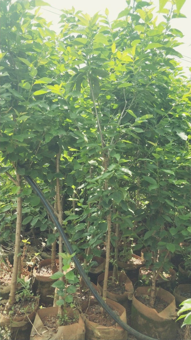 樱桃树苗品种多种免费提供种植技术
