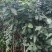樱桃树苗品种多种免费提供种植技术