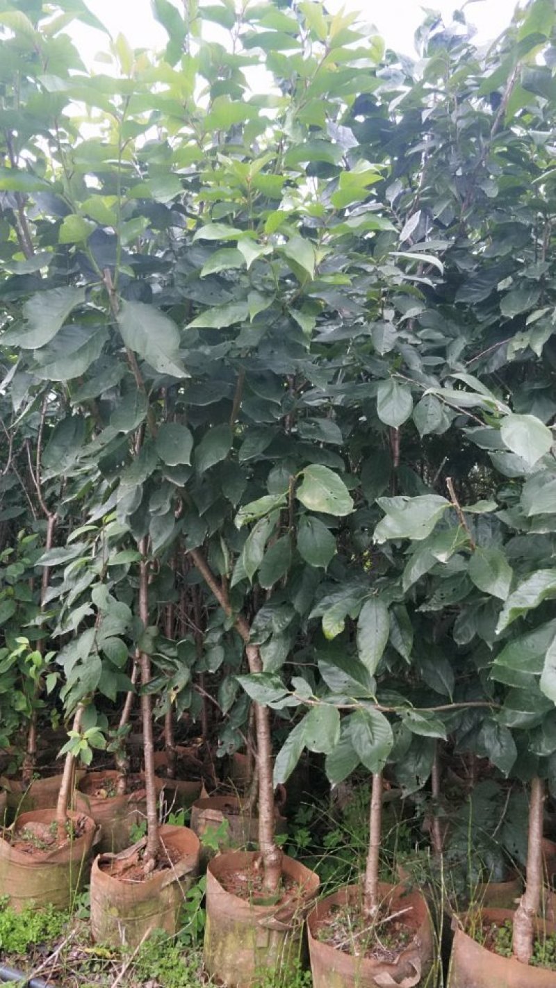 樱桃树苗品种多种免费提供种植技术