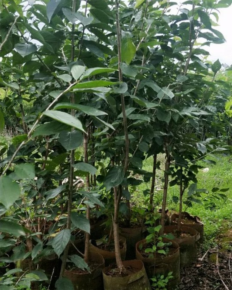 樱桃树苗品种多种免费提供种植技术