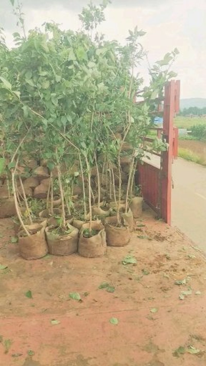 樱桃树苗品种多种免费提供种植技术