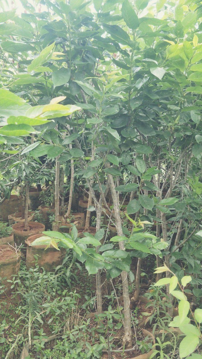 樱桃树苗品种多种免费提供种植技术