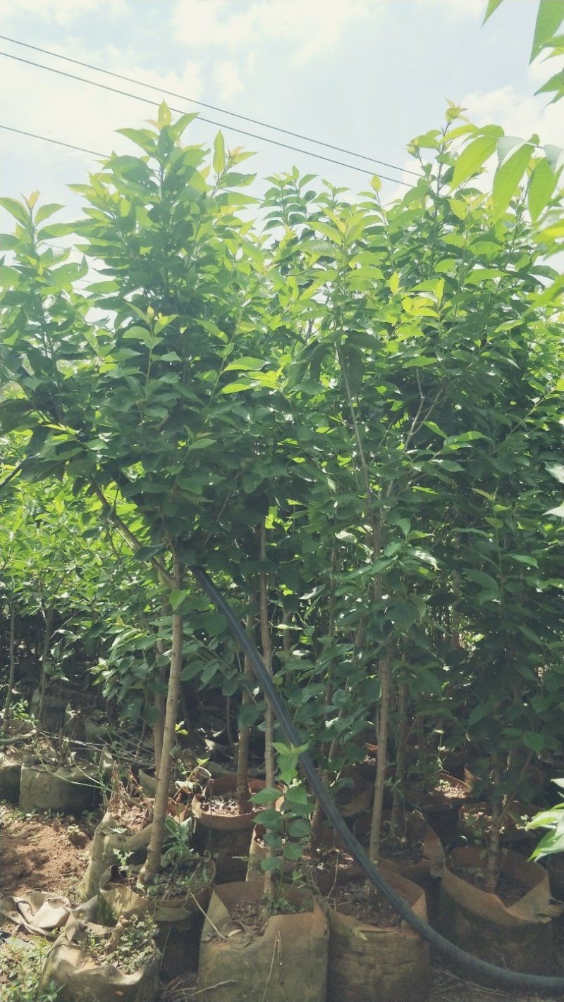 樱桃树苗品种多种免费提供种植技术