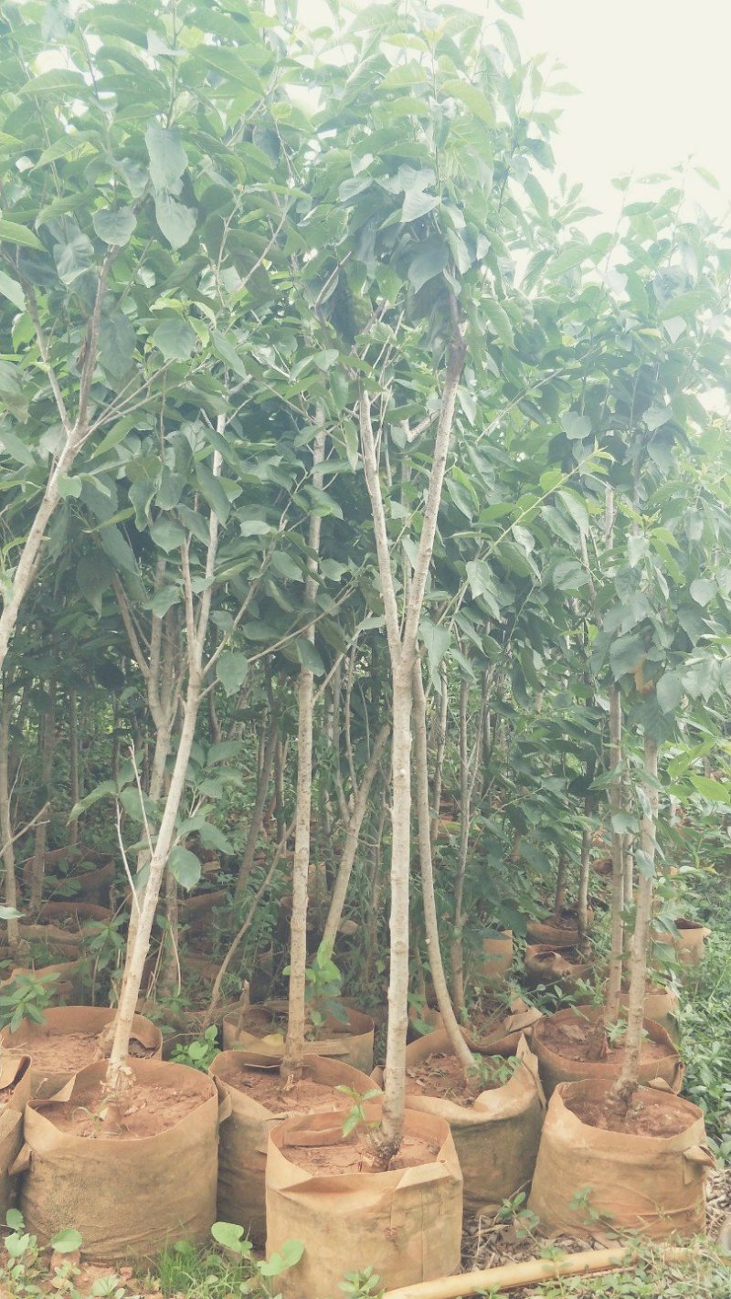樱桃树苗品种多种免费提供种植技术