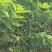 樱桃树苗品种多种免费提供种植技术