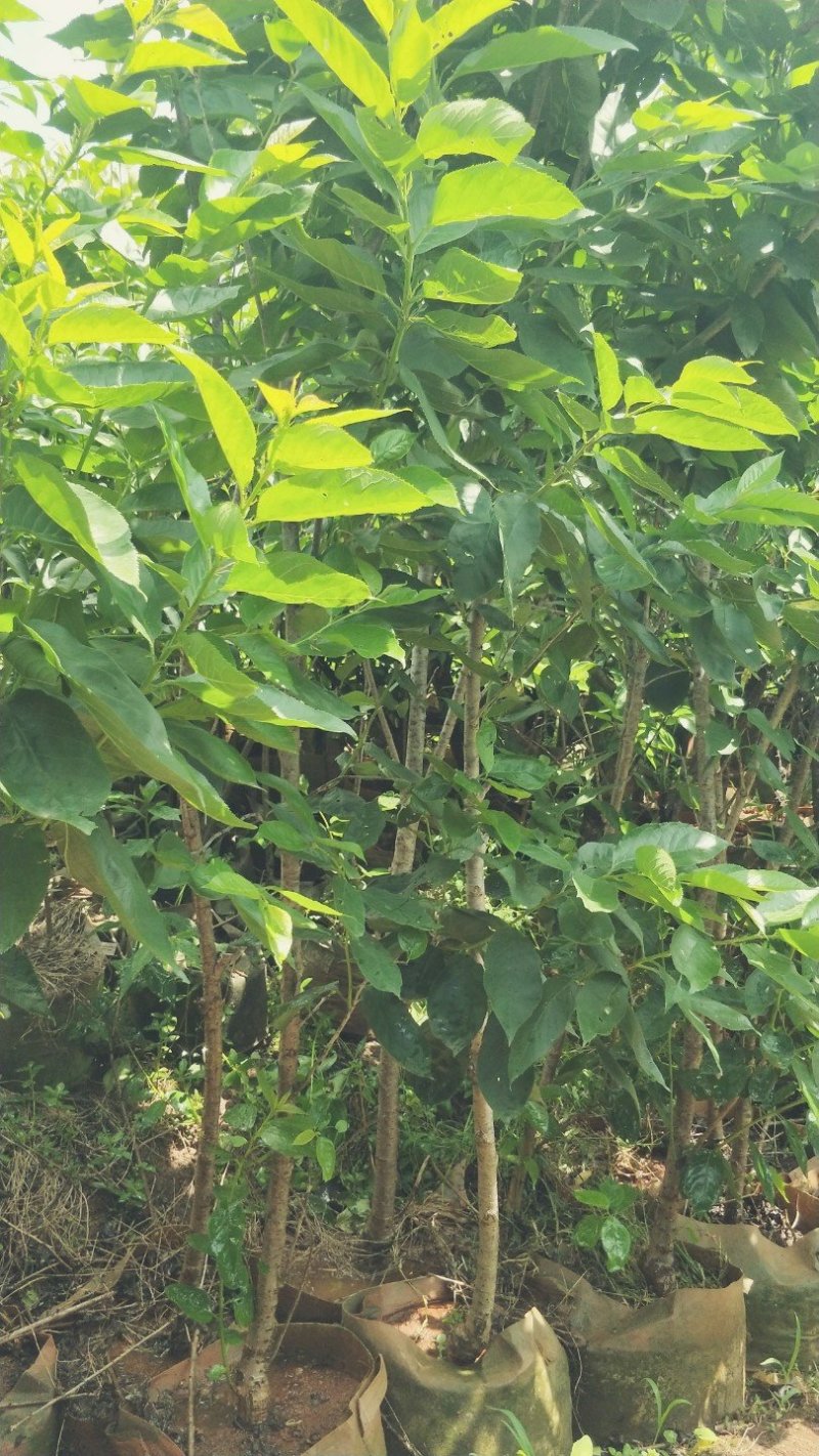 樱桃树苗品种多种免费提供种植技术