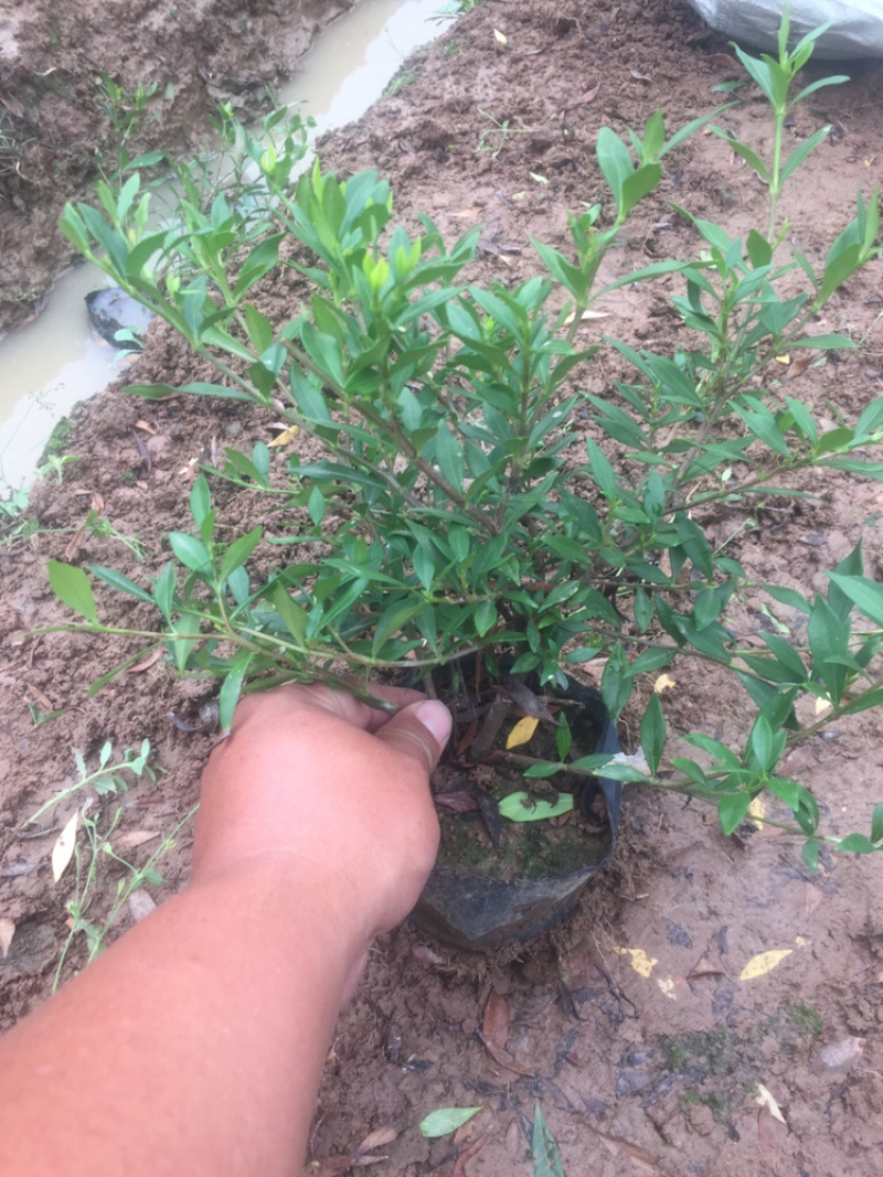 供应大中小叶栀子花大杯苗