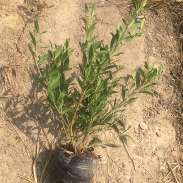 供应大中小叶栀子花大杯苗