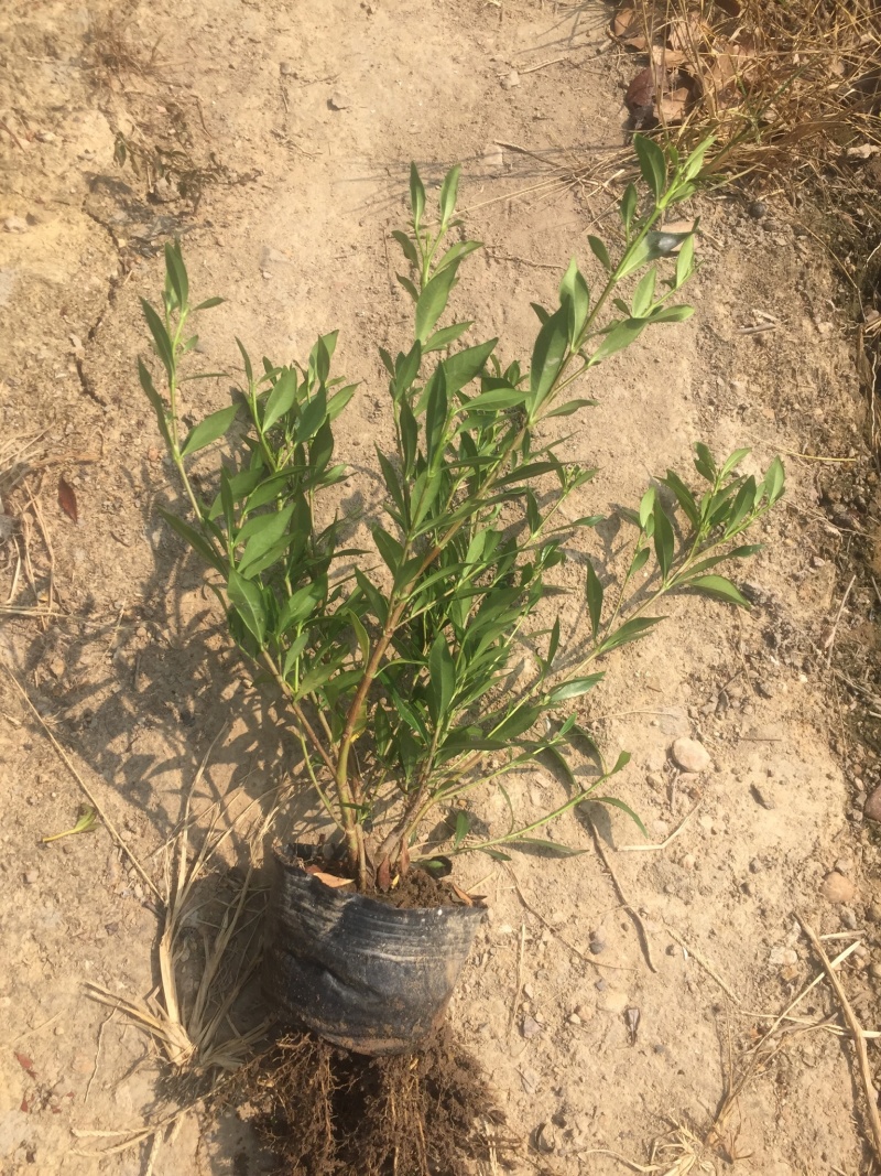 供应大中小叶栀子花大杯苗