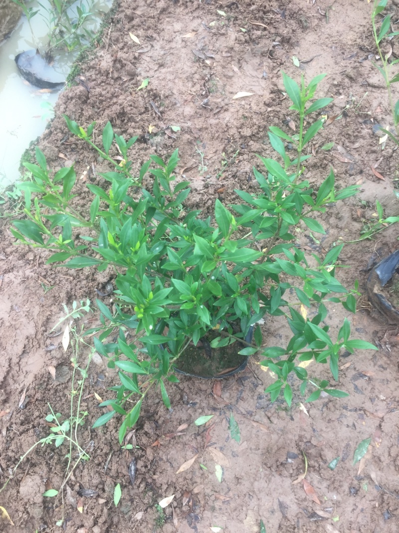 供应大中小叶栀子花大杯苗