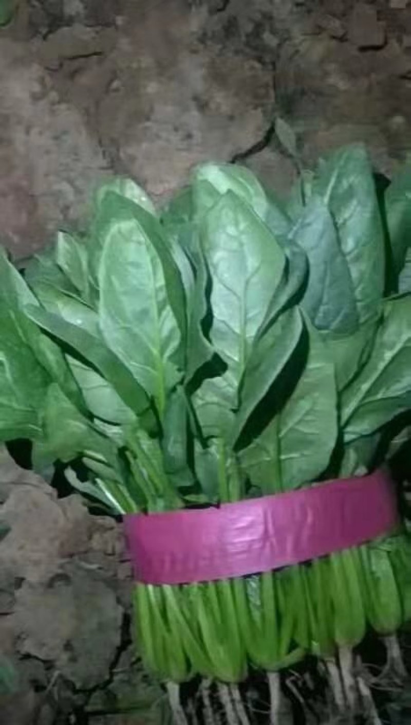 精品大叶菠菜大量上市万亩基地价格便宜一条龙服务