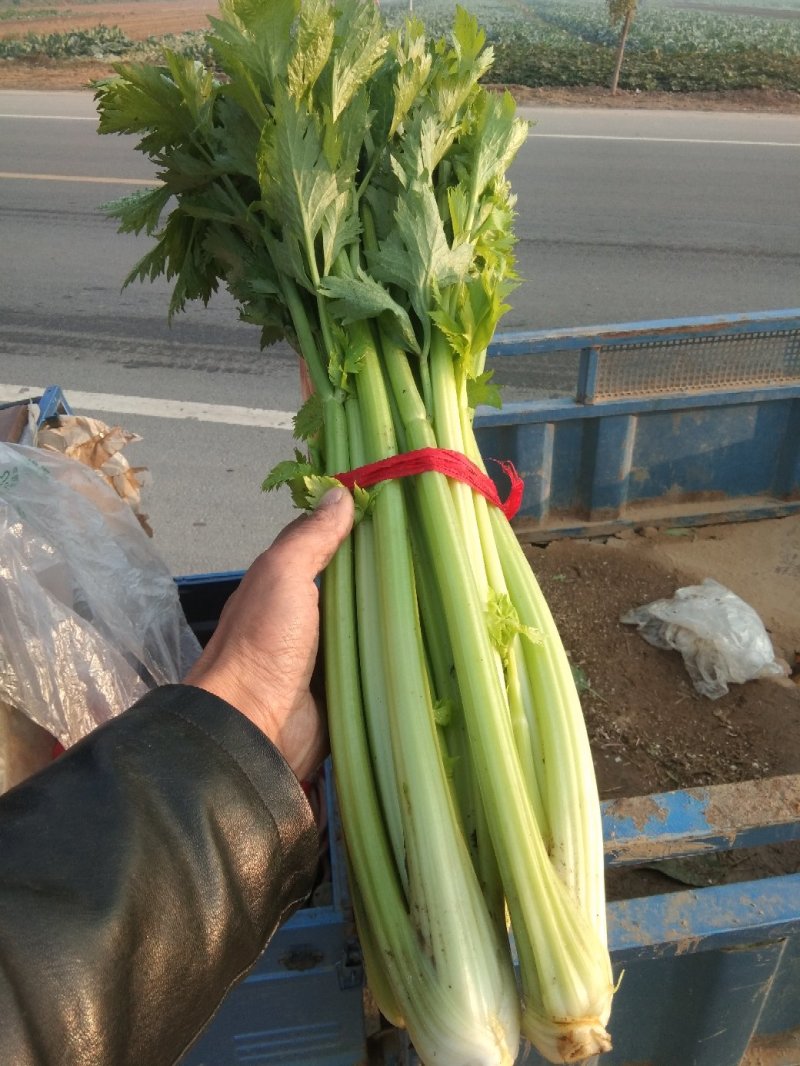 西芹，产地河南开封祥符区，质量保证