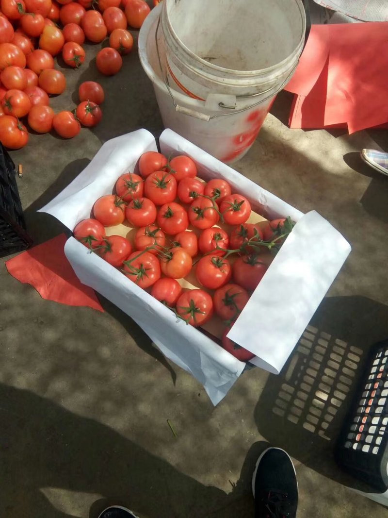 元谋冬早蔬菜之乡，西红柿大量上市了。