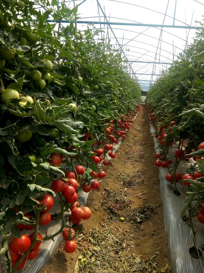 元谋冬早蔬菜之乡，西红柿大量上市了。