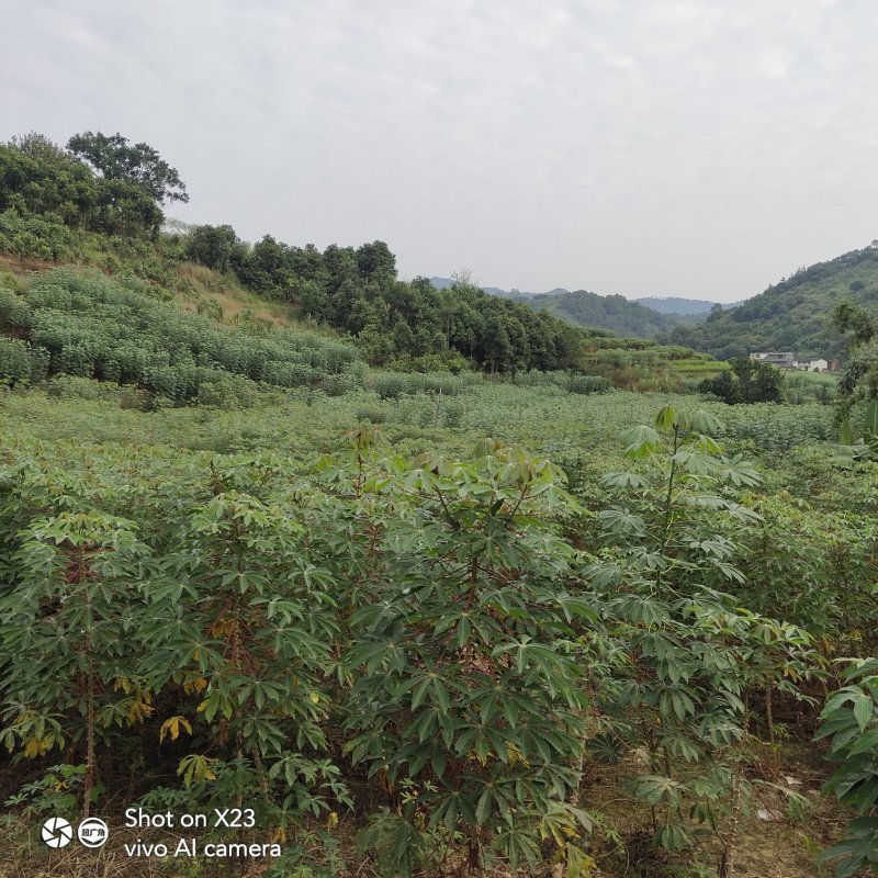 木薯干片，大量供应优质木薯干片