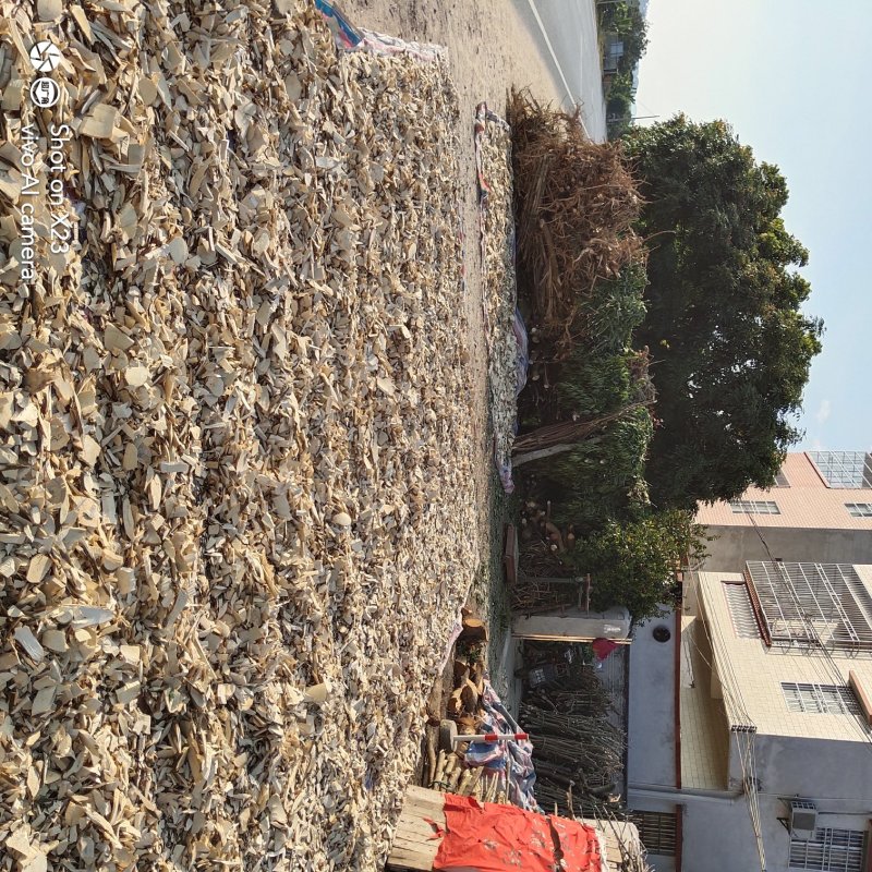 三叉苦大量供应优质三叉苦