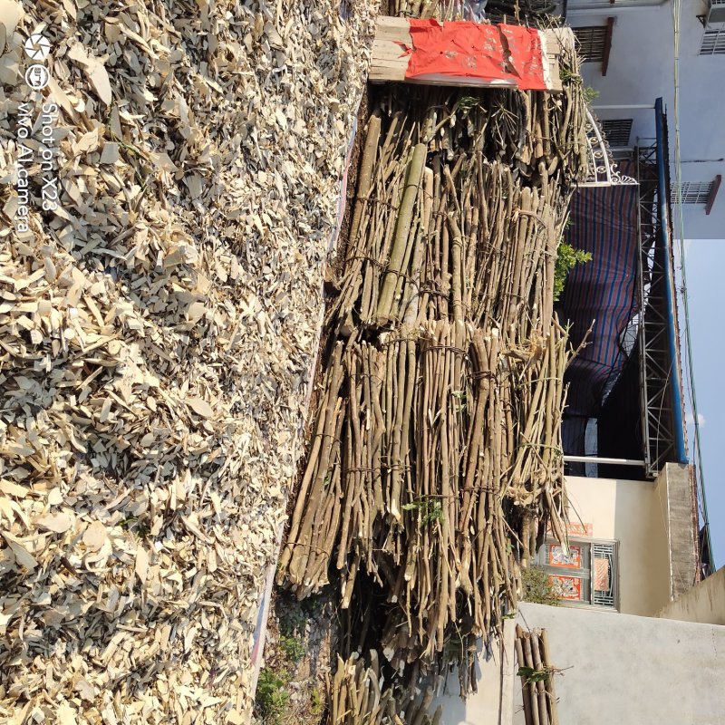 三叉苦大量供应优质三叉苦