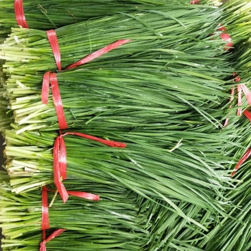 湛江精品韭菜，产地直发，保质保量，欢迎老板选购