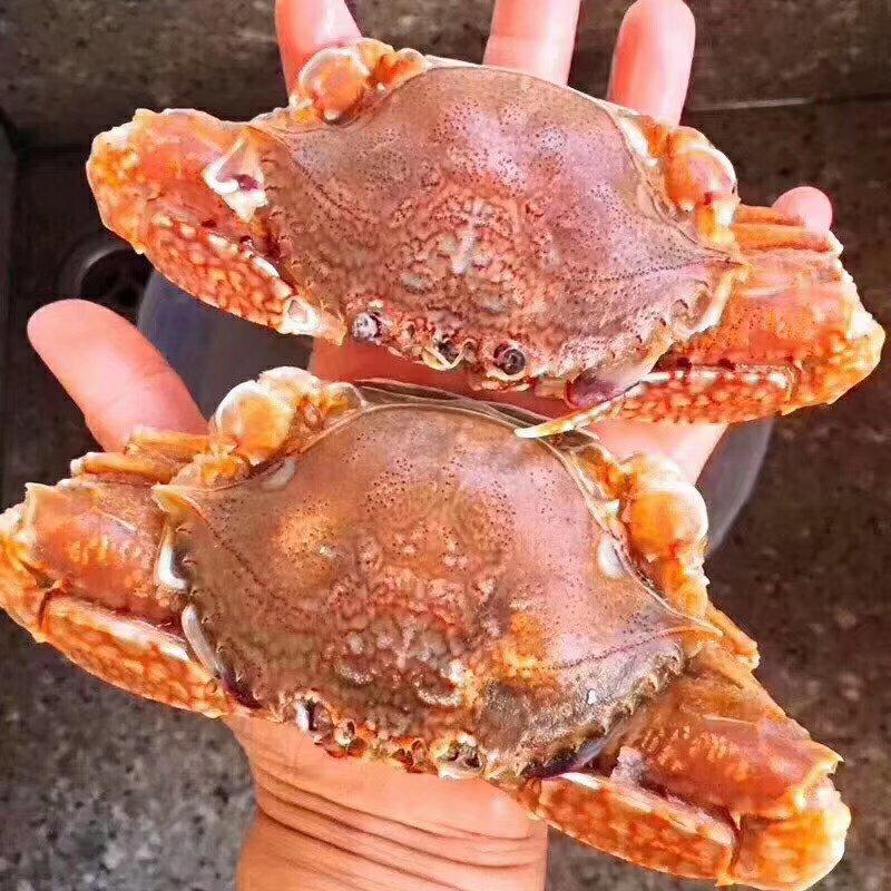 活冻扁蟹肉蟹梭子蟹