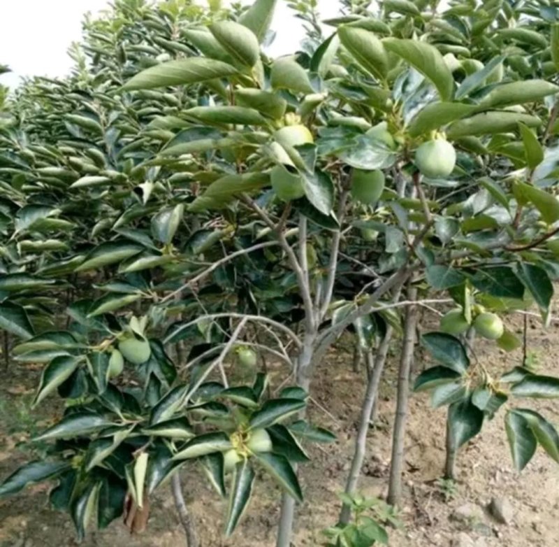黑柿子树苗基地常年培育种苗与对外出售包成活产量大