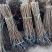 黑柿子树苗基地常年培育种苗与对外出售包成活产量大