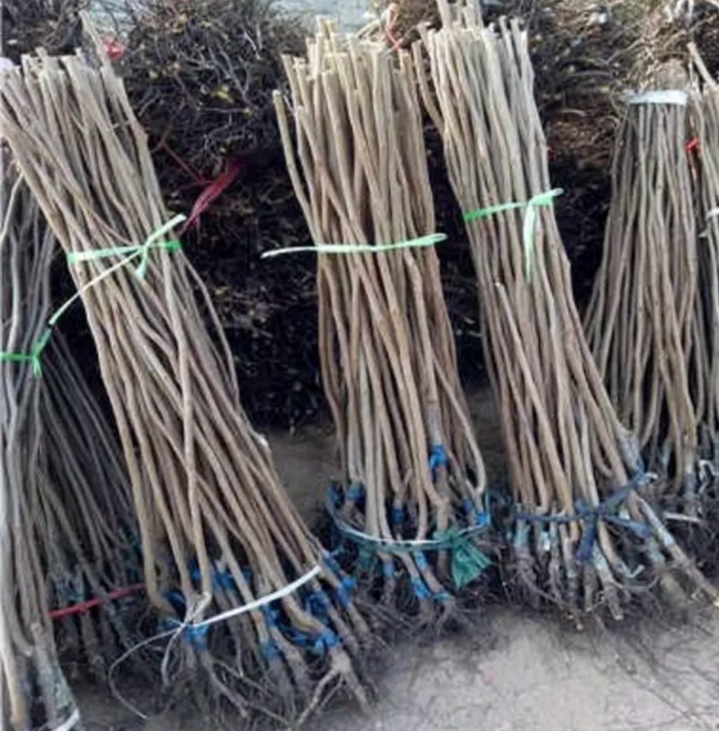 黑柿子树苗基地常年培育种苗与对外出售包成活产量大