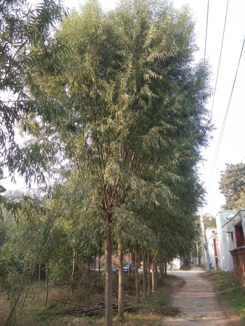 柳树苗