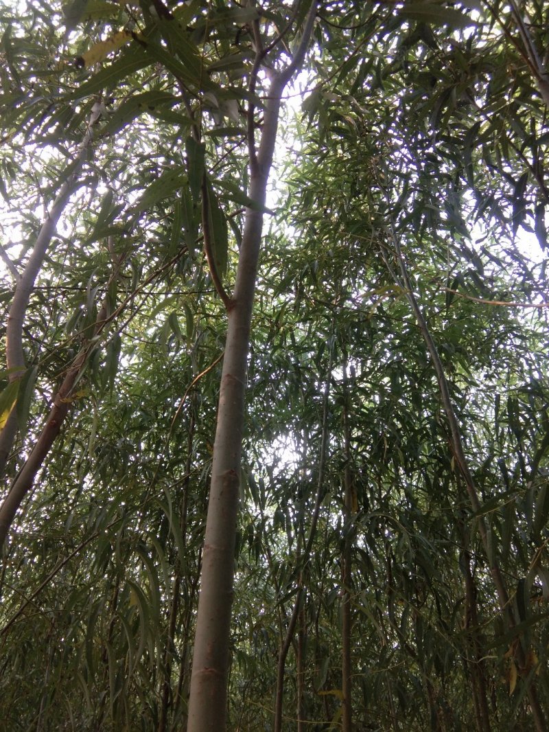 柳树苗