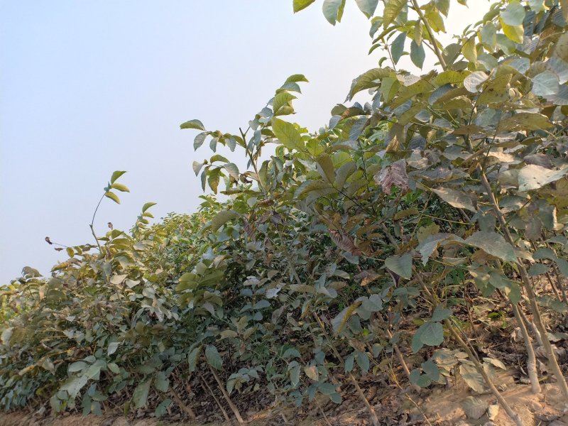 山东平邑薄皮核桃苗，嫁接核桃苗，货真价实，看货起苗。