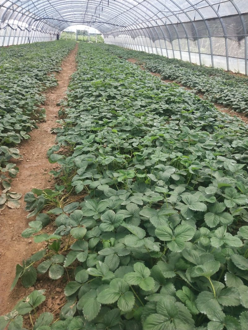 章姬草莓苗基地妙香七号红颜隋珠淡雪宁玉天仙醉穴盘苗