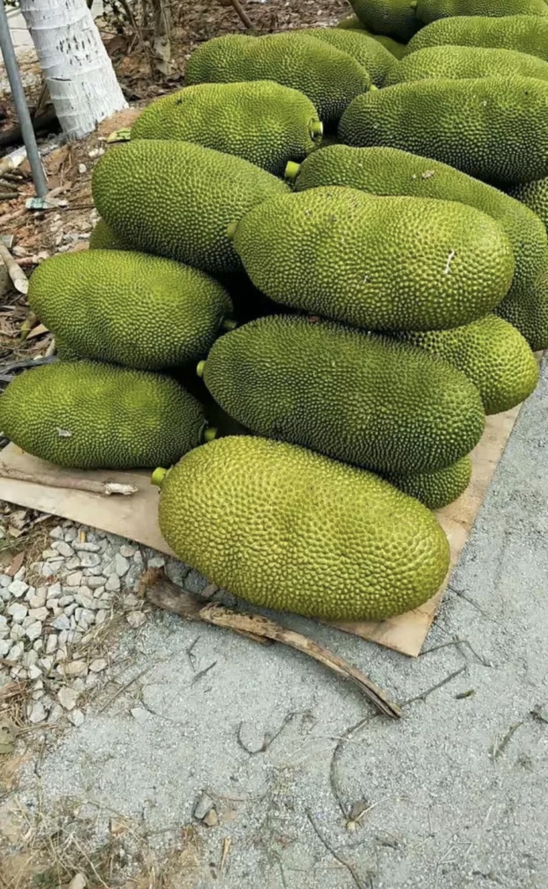 海南菠萝蜜1号黄肉商品一级果合适超市流动摊位拨肉果地直发