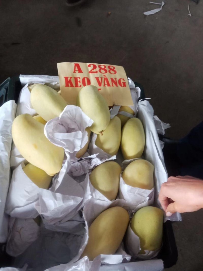 一级半高乐蜜芒果玉芒大青芒